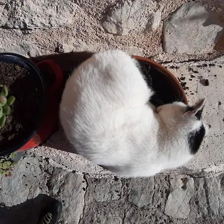 Runcini * Ferentillo