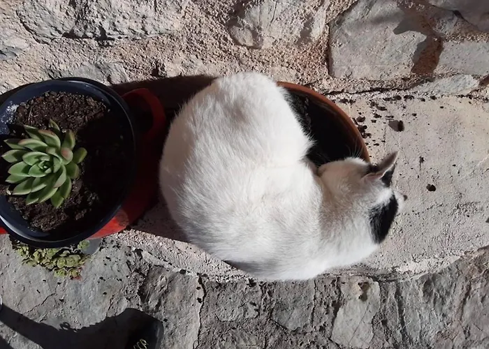 Runcini * Ferentillo